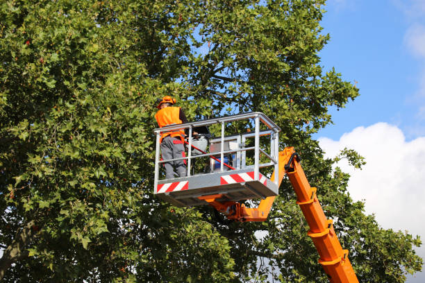 How Our Tree Care Process Works  in Charleston, IL